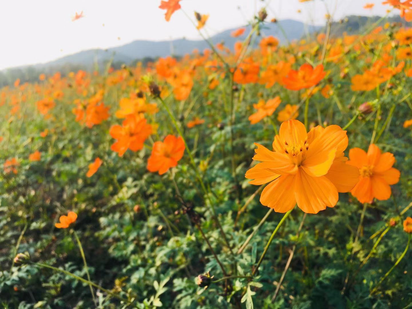 ������Ա֤��Ҫʲô���������ѧ����ʲô����ͨ����ô��������֤
